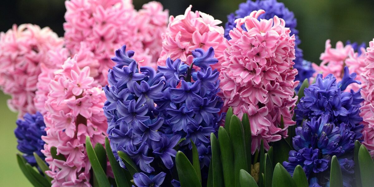 hyacinty