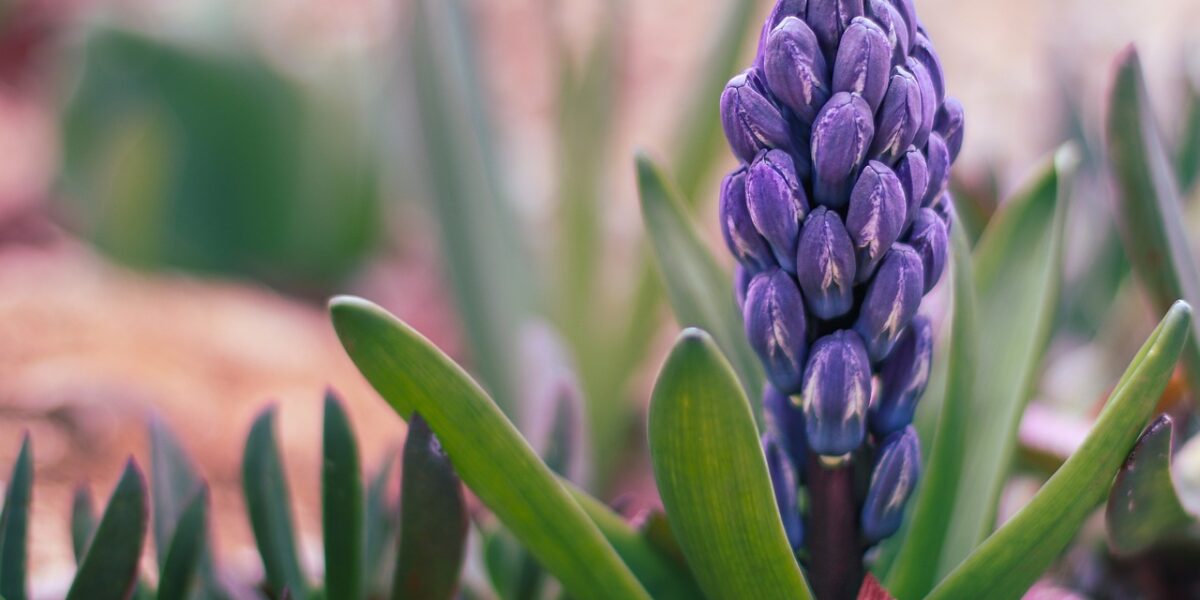 hyacinty